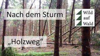 2 Irrtümer der Waldbewirtschaftung! #wildaufwald