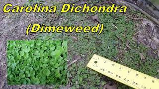 Winter Weeds of SC - Carolina Dichondra