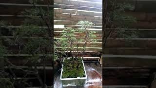 Bonsai Cucur Atap Grouping Tahap 1 Setelah Wiring..