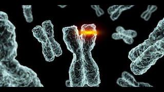 Methods for Testing Chromosomal Aberration