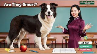 Border Collie: The Smartest Dog in the World – Amazing Intelligence!