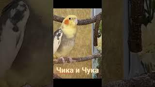 Cockatiel Mating Call. Cockatiel best singing. Cute Cockatiel. Cockatiel Scream Корелла Самец