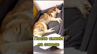 В блоге жизнь с хаски!️ #хаскивидео #юмор #собака #собакаулыбака #хаски #мем #питомцы #забавные