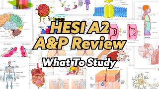 HESI A2 Anatomy & Physiology Review (WHAT TO STUDY IN DEPTH!)