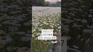 오늘 하루 데이지꽃으로 기분 전환 #꽃말순수 #데이지 #강진여행 #꿈꾸는흙집마당민박