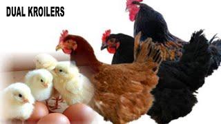 Successfully Raising Dual Purpose Chickens - Kroilers With Dr. Isa Luigare