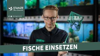 Fische im Aquarium RICHTIG einsetzen!