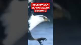 BURUNG ELANG