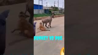 Donkey vs Dog fight video  funny video #funny #viral #shorts #shortvideo #short