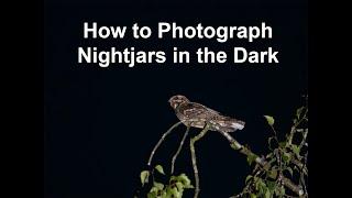 Challenging European Nightjar Photography in the Dark. How do they do that?
