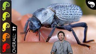 Blue Death-Feigning Beetle, The Best Invertebrate?