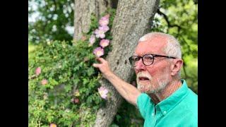 Dog Rose with John Feehan in May, Wildflower of Offaly Series