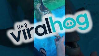 Happy Dolphin Trills || ViralHog