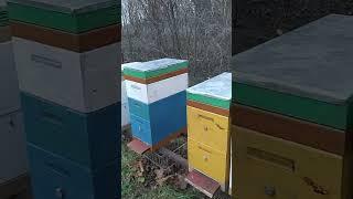 1января 23 года, мои пчёлки бакфаст, аномальная зима в Калининграде!!!