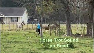 Horse Trot on road Sound Effect