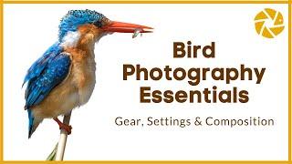 Bird Photography Tutorial | Gear, Settings and Composition Tips