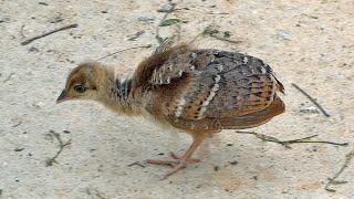 Peachicks and Peahens | Peachick Sounds