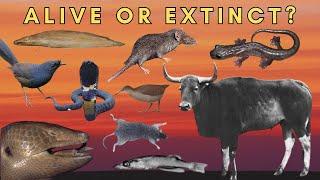 Are These 10  Animals Still Alive - or Already Extinct?