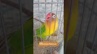 Pancingan Lovebird ngekek panjang #kicaumania #lovebirds