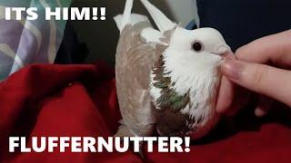 Introducing Fluffernutter my Pet Pigeon