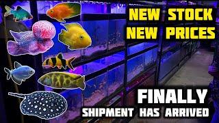 Fish Shipment Has Arrived - Fish Point | Lalukhet Aquarium Market Latest Fish Prices - Imran's World