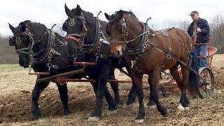 Horse Plowing With Farmer Bob