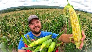 MY FIRST SWEET CORN HARVEST