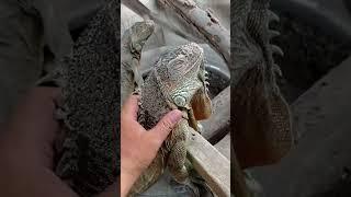 nengokin iguana #shorts