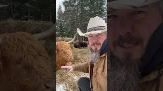 Cow Jokes With Highland Cattle 3