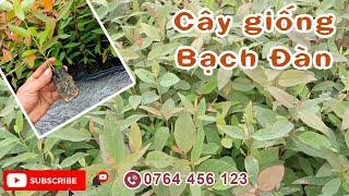 Cây giống bạch đàn cao sản: Giống cây lấy gỗ cho giá trị kinh tế cao | 0764 456 123