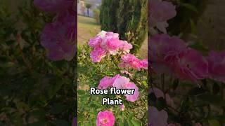 Rose flower plant shorts videos #flowers #garden #rose #gardening #nature #shorts #short #shots