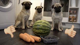 Pugs Try Different Fruits!