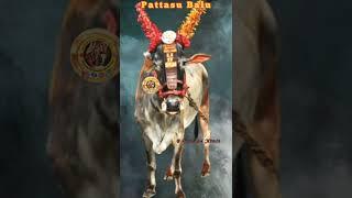 Latteri Pattasu Balu Running Video 