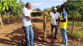 DRAGON FRUIT FARMING IN KENYA || Meet the Ukambani King of Dragon fruit.