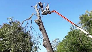 Taking Down Trees with a Home Depot lift