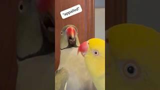 He’s so protective of her!  #couple #talkingbird #talkingparrot #funnyanimals #cuteanimals #parrot