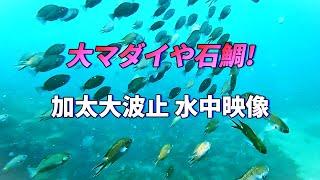 堤防の足もとに大きなマダイや石鯛が？すごい釣り場！加太大波止