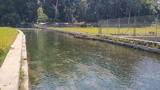 Heboh‼️Sensasi Unik Berenang di Mata Air Cikandung Sumedang, Kolamnya Jernih dan Ada di Tengah Sawah