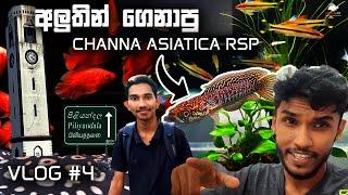 මාලු ගෙන්න පිළියන්දල ගියා!! | Thrilling Aquarium Vlog. #vlog_no_4