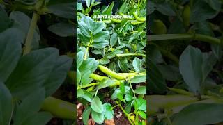 #plantingandharvest #mexicanfoodblogger #fypyoutube #Abastiernas