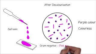 Gram's Staining