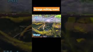 Water Stick Insect - Ranatra linearis 게아재비 물사마귀