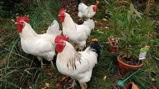 Die Bruderhähne im Gemüsegarten - 12.10.2023. Roosters in the the vegetable garden.