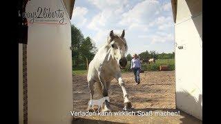 So bekommst du ohne Stress und Gewalt dein Pferd in den Hänger.