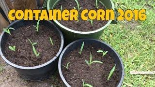 Sweet Corn Grown In Containers 2016