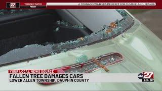 Fallen tree damages cars in Dauphin County