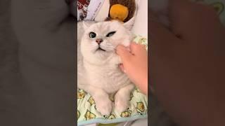 Let me use this tool to brush you #aumuca #cats #catlover #britishshorthair