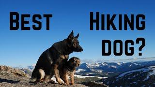 There is No Best Breed of Dog for Hiking! | How to Choose the Best Hiking Dog for Your Lifestyle