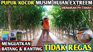  PUPUK KOCOR CABE RAWIT MUSIM HUJAN EXTREEM ...!!! MENGOPTIMALKAN KESEHATAN #infopertaniancabe