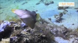Sanur dive site: the highlights by Bali Scuba